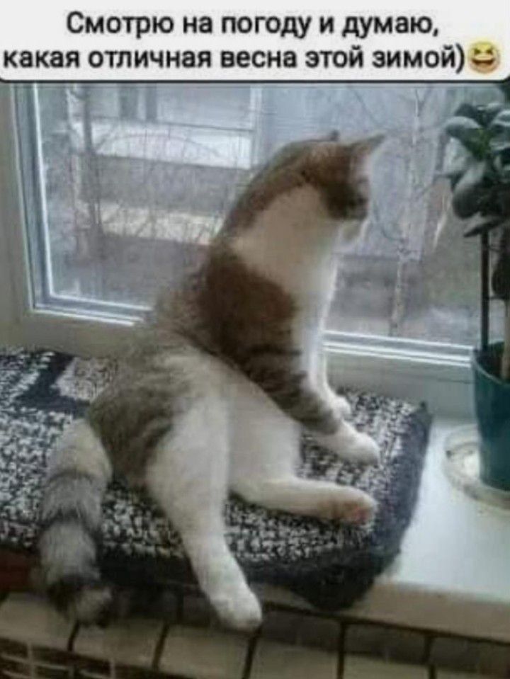 Смотрю на погоду и думаю, какая отличная весна этой зимой🤣