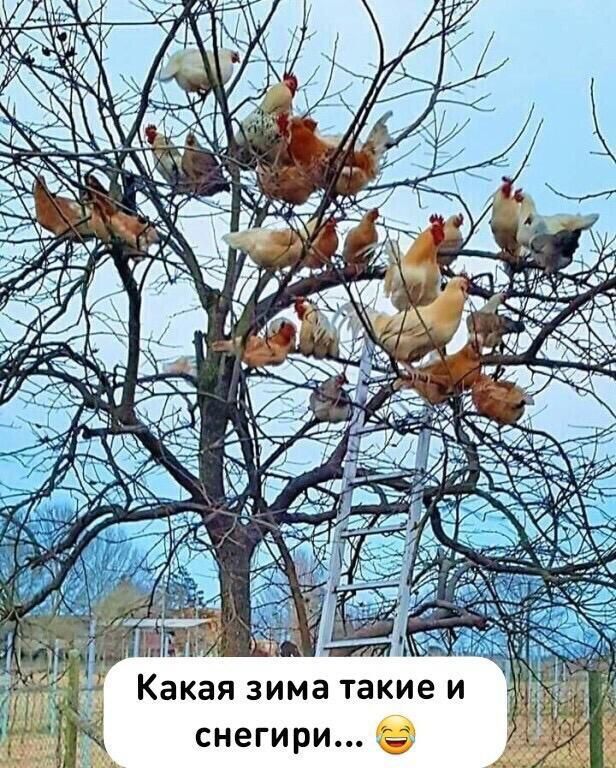 Какая зима такие и снегири...