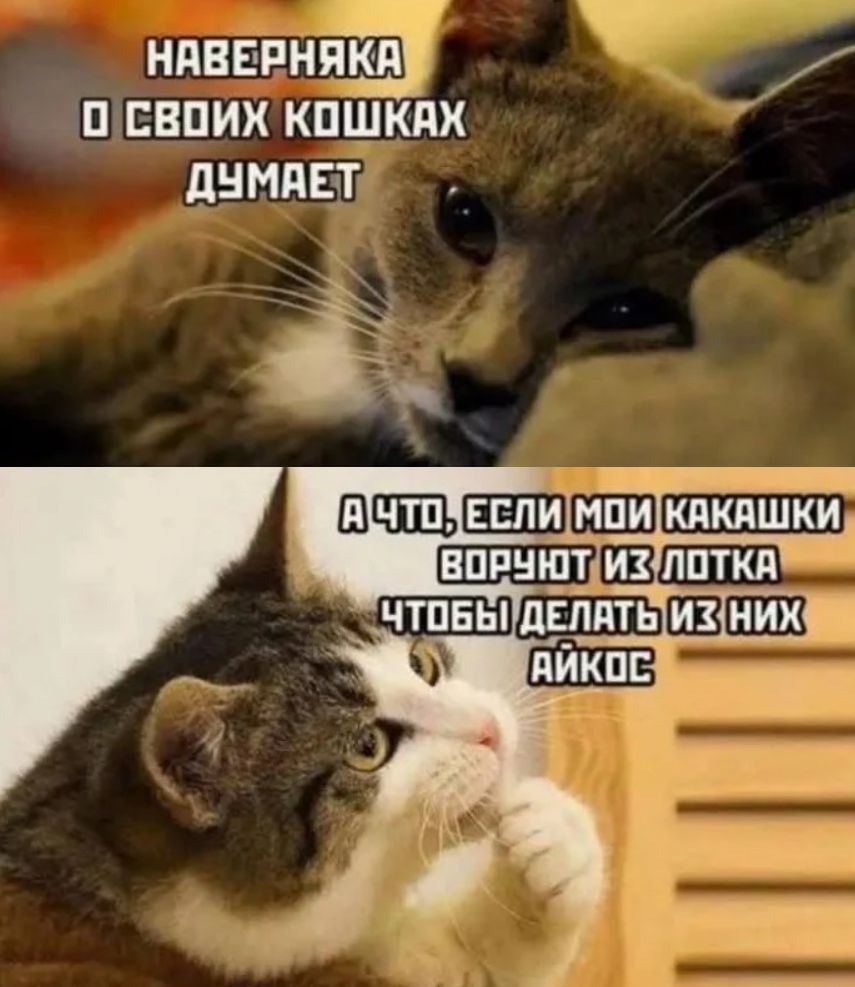 НАВЕРНЯКА О СВОИХ КОШКАХ ДУМАЕТ
А ЧТО, ЕСЛИ МОИ КАКАШКИ ВОРУЮТ ИЗ ЛОТКА ЧТОБЫ ДЕЛАТЬ ИЗ НИХ ЛАЙКОС