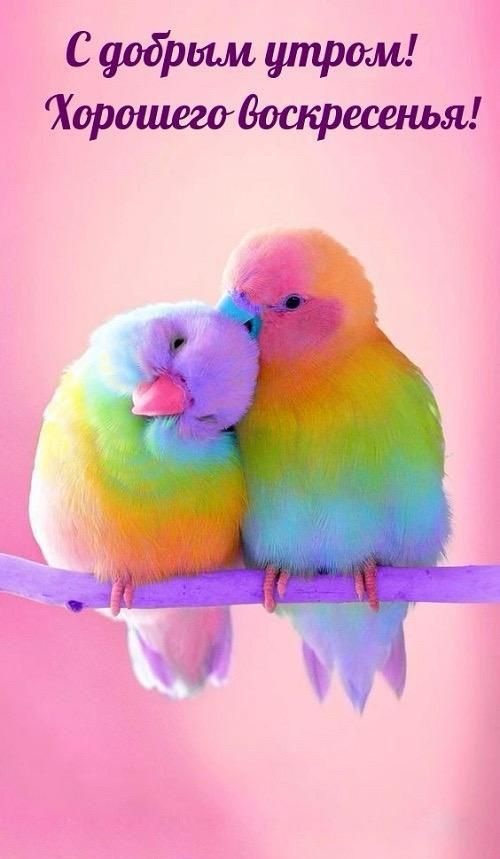 С добрым утром! Хорошего воскресенья!
