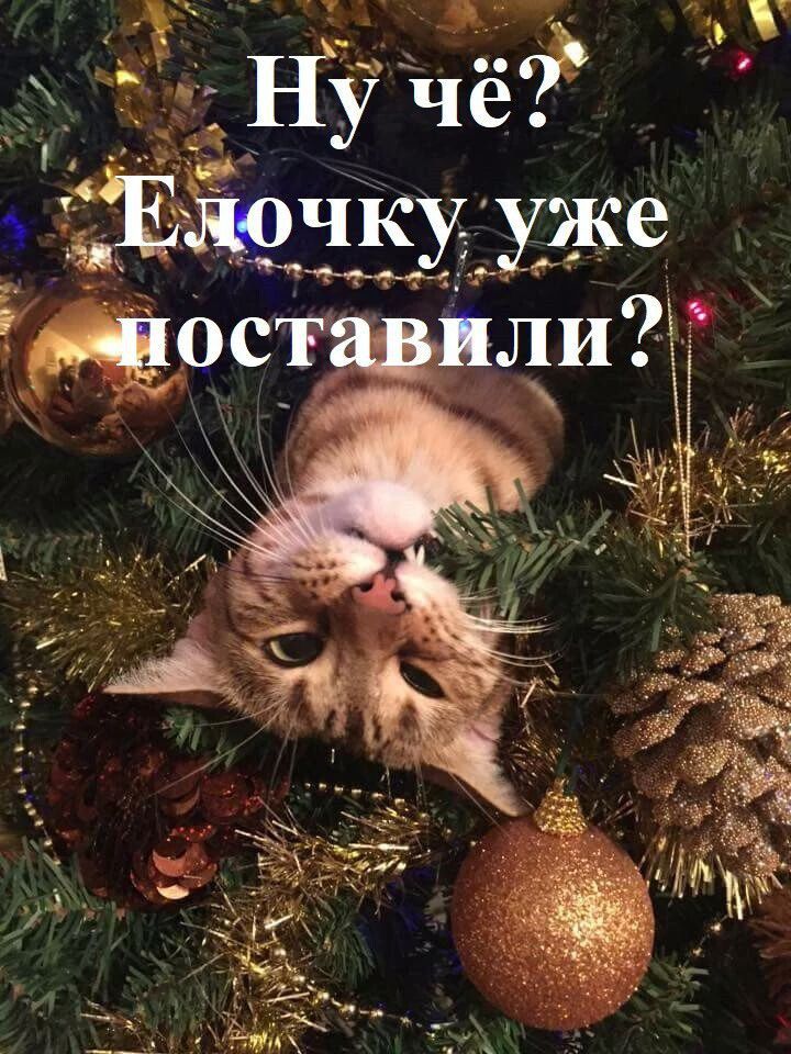 Ну чё? Ёлочку уже поставили?
