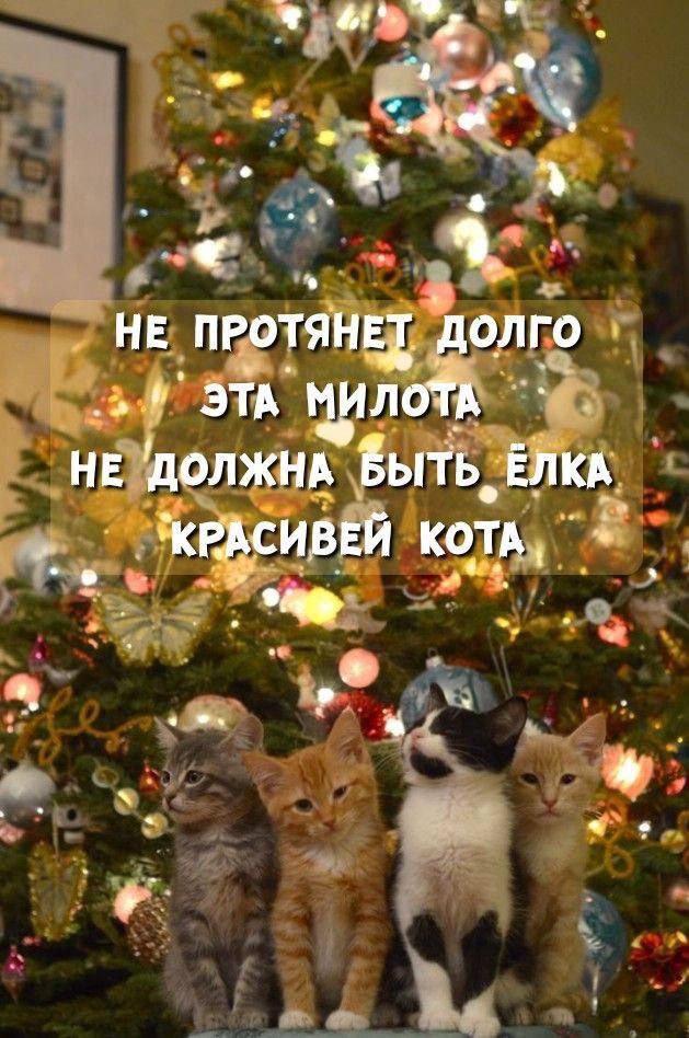 НЕ ПРОТЯНЕТ ДОЛГО ЭТА МИЛОТА НЕ ДОЛЖНА БЫТЬ ЁЛКА КРАСИВОЙ КОТА