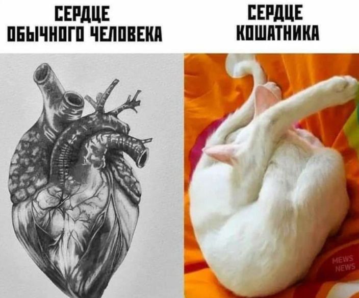 СЕРДЦЕ ОБЫЧНОГО ЧЕЛОВЕКА\nСЕРДЦЕ КОШАТНИКА