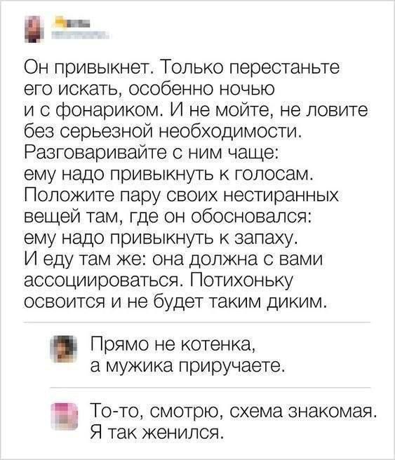 Он привыкнет. Только перестаньте его искать, особенно ночью и с фонариком. И не мойте, не ловите без серьёзной необходимости. Разговаривайте с ним чаще: ему надо привыкнуть к голосам. Положите пару своих нестиранных вещей там, где он обосновался: ему надо привыкнуть к запаху. И еду там же: она должна с вами ассоциироваться. Потихоньку освоится и не будет таким диким.