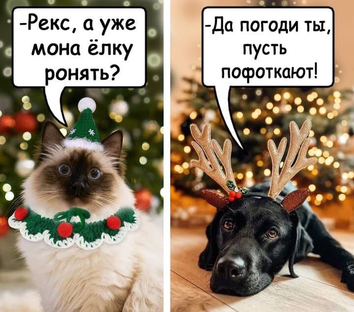 Рекс, а можно ёлку ронять?  Да погоди ты, пусть порфоткают!