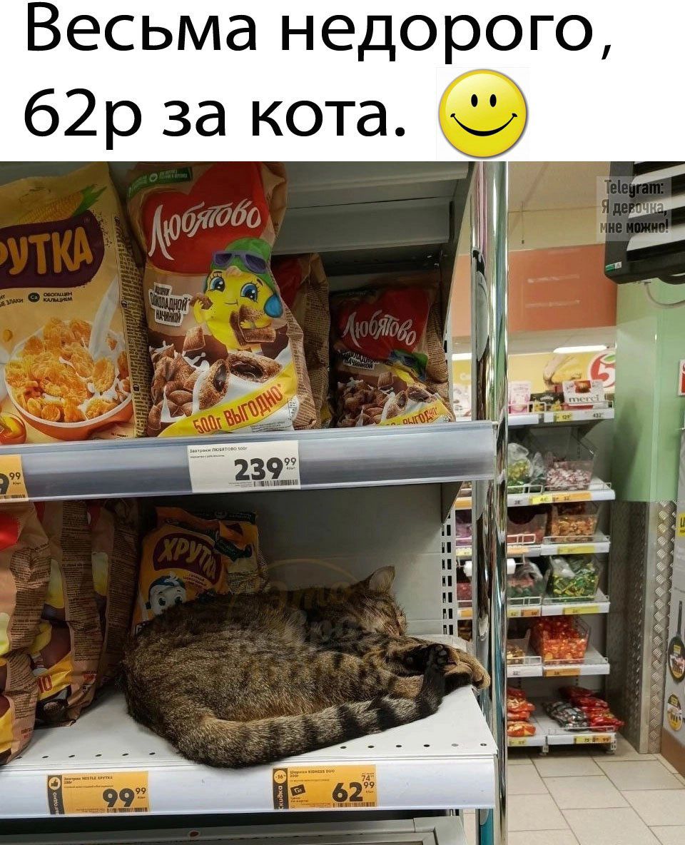 Весьма недорого, 62р за кота. 😊