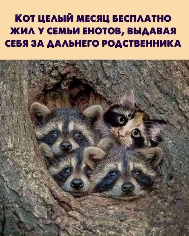 КОТ ЦЕЛЫЙ МЕСЯЦ БЕСПЛАТНО ЖИЛ У СЕМЬИ ЕНОТОВ, ВЫДАВАЯ СЕБЯ ЗА ДАЛЬНЕГО РОДСТВЕННИКА