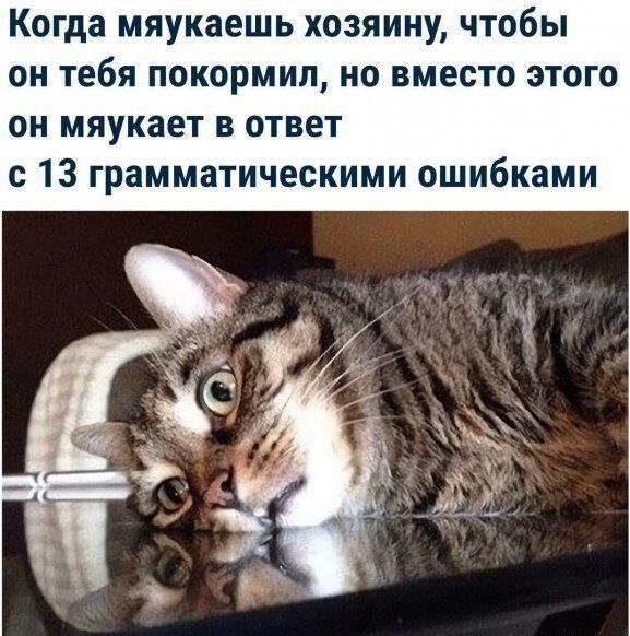 Когда мяукаешь хозяину, чтобы он тебя покормил, но вместо этого он мяукает в ответ с 13 грамматическими ошибками