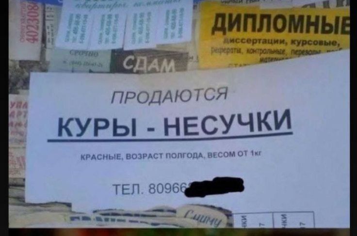 ПРОДАЮТСЯ КУРЫ - НЕСУЧКИ Красные, возраст полгода, весом от 1 кг Тел. 80966...