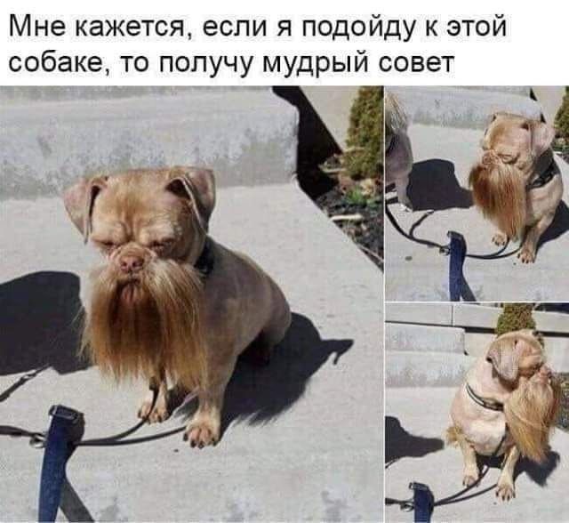 Мне кажется, если я подойду к этой собаке, то получу мудрый совет