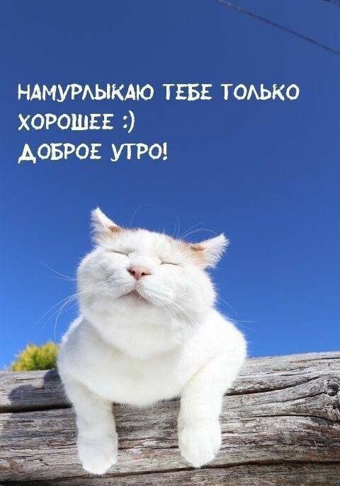 НАМРУЛЫКАЮ ТЕБЕ ТОЛЬКО ХОРОШЕЕ :) ДОБРОЕ УТРО!