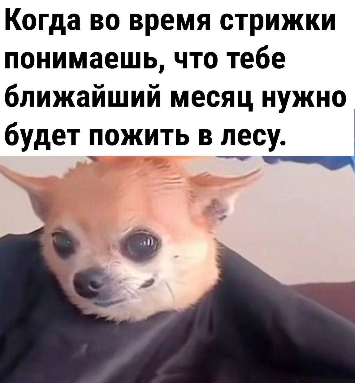 Когда во время стрижки понимаешь, что тебе ближайший месяц нужно будет пожить в лесу.