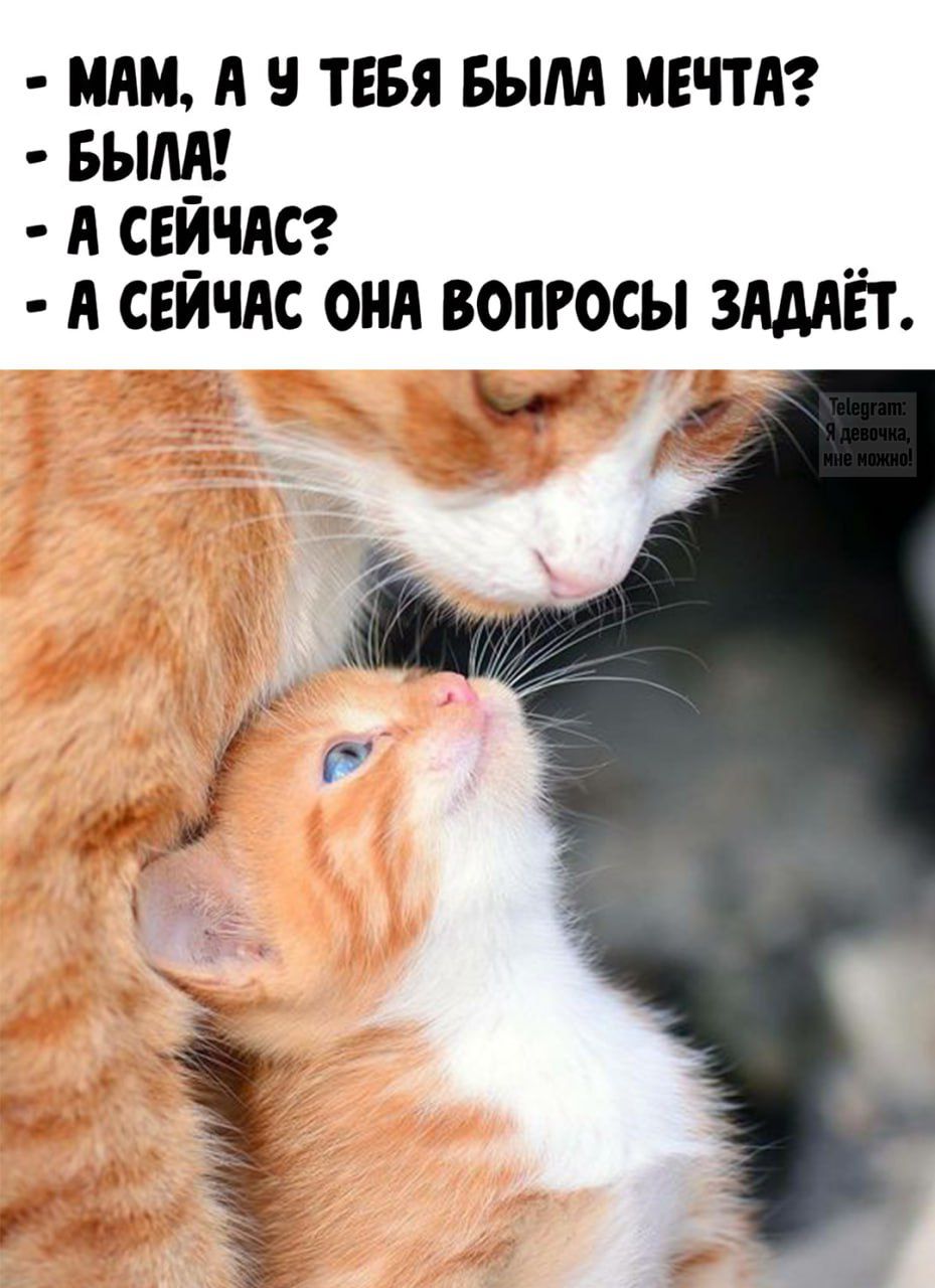 - МАМ, А У ТЕБЯ БЫЛА МЕЧТА? - БЫЛА! - А СЕЙЧАС? - А СЕЙЧАС ОНА ВОПРОСЫ ЗАДАЁТ.