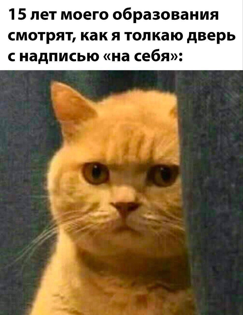 15 лет моего образования смотрят, как я толкаю дверь с надписью «на себя»: