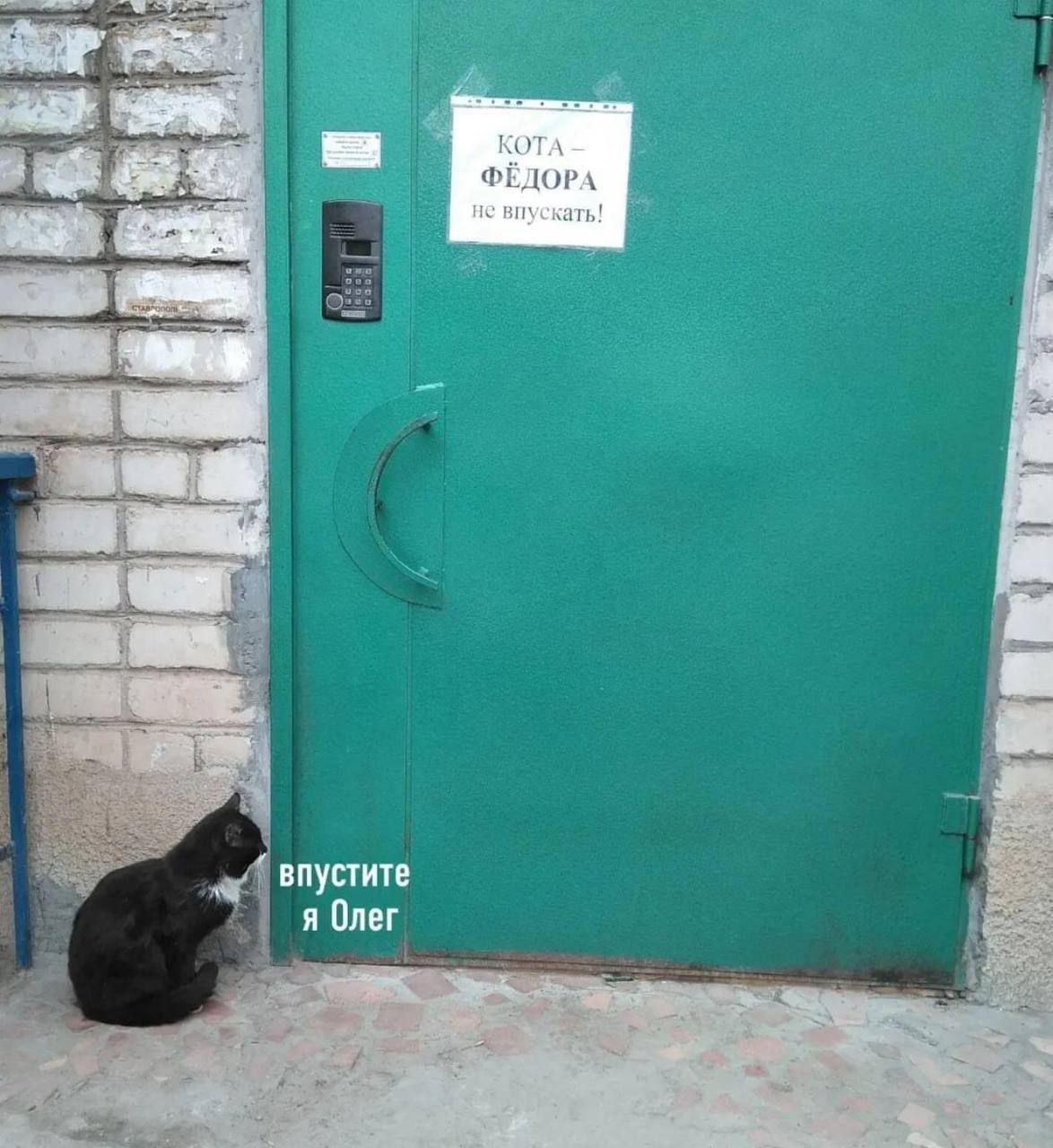 Кота Фёдора не выпускать! Впустите я Олег
