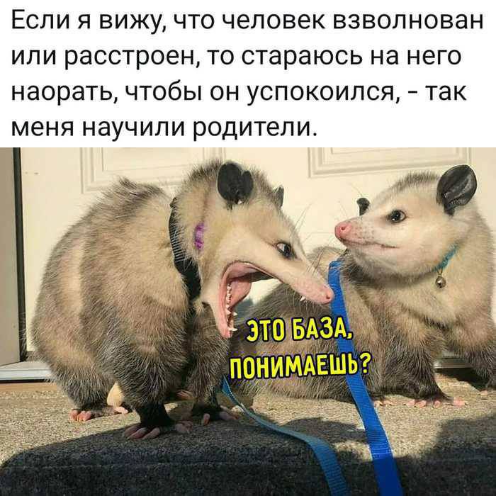 Если я вижу, что человек взволнован или расстроен, то стараюсь на него наорать, чтобы он успокоился, - так меня научили родители. ЭТО БАЗА, ПОНИМАЕШЬ?