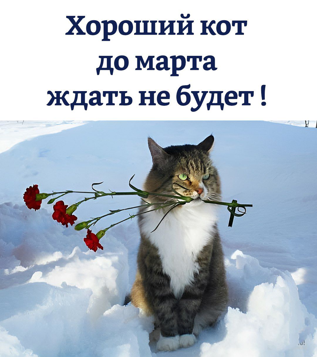Хороший кот до марта ждать не будет !