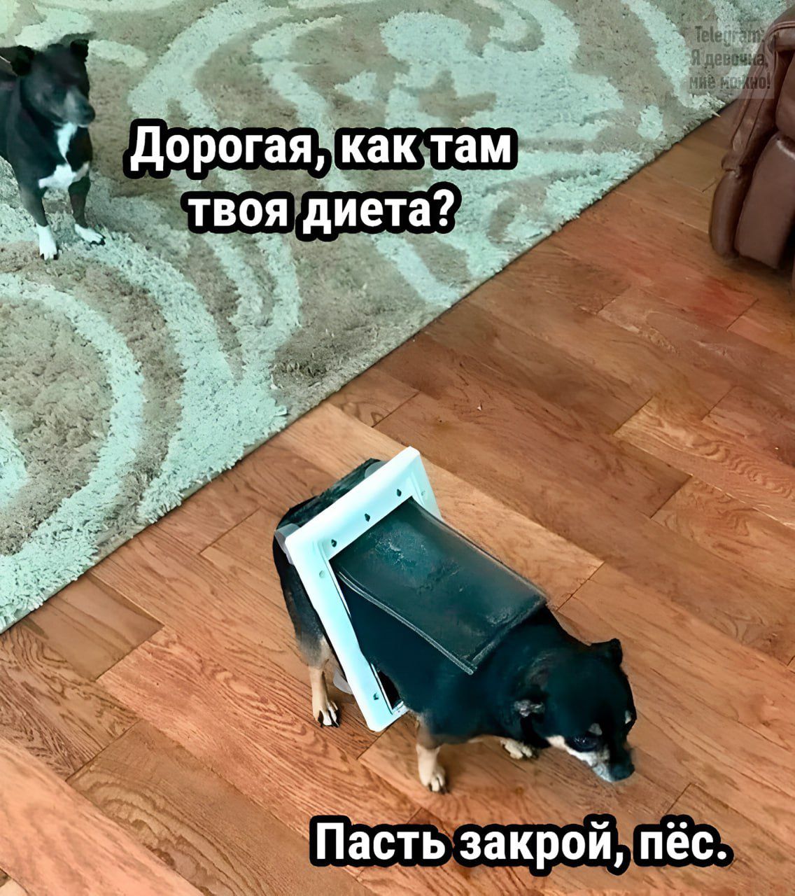 Дорогая, как там твоя диета? Пасть закрой, пёс.