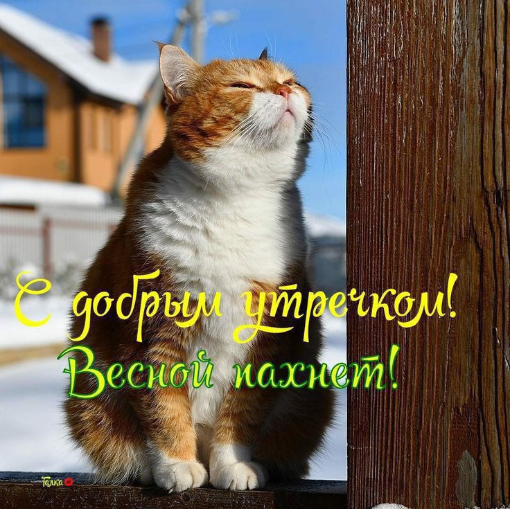 С добрым утречком! Весной пахнет!