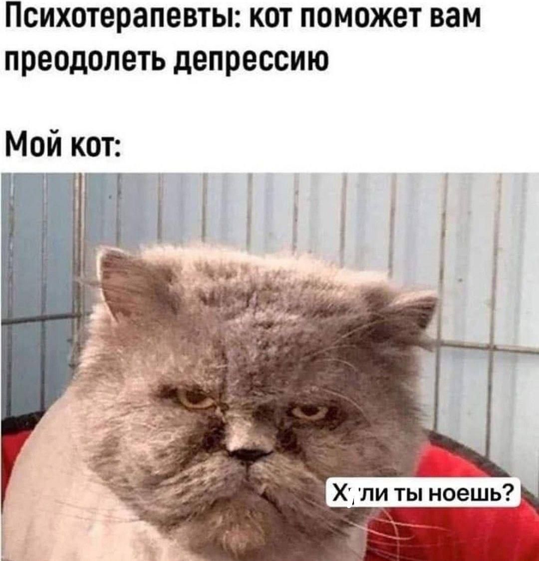 Психотерапевты: кот поможет вам преодолеть депрессию
Мой кот:
Х*ли ты носешь?
