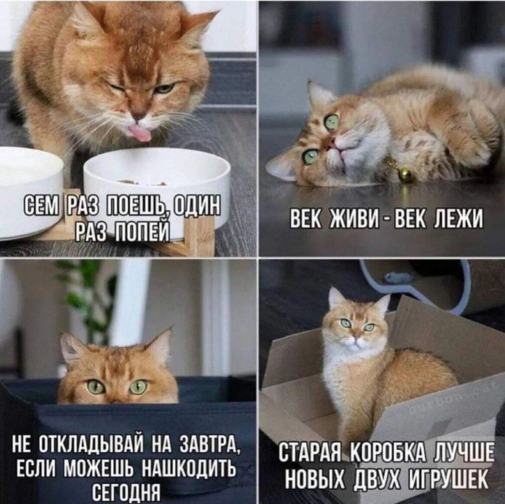 СЕМЬ РАЗ ПОЕШЬ, ОДИН РАЗ ПОПЕЙ
ВЕК ЖИВИ - ВЕК ЛЕЖИ
НЕ ОТКЛАДЫВАЙ НА ЗАВТРА, ЕСЛИ МОЖЕШЬ НАСХОЖИТЬ СЕГОДНЯ
СТАРАЯ КОРОБКА ЛУЧШЕ НОВЫХ ДВУХ ИГРУШЕК