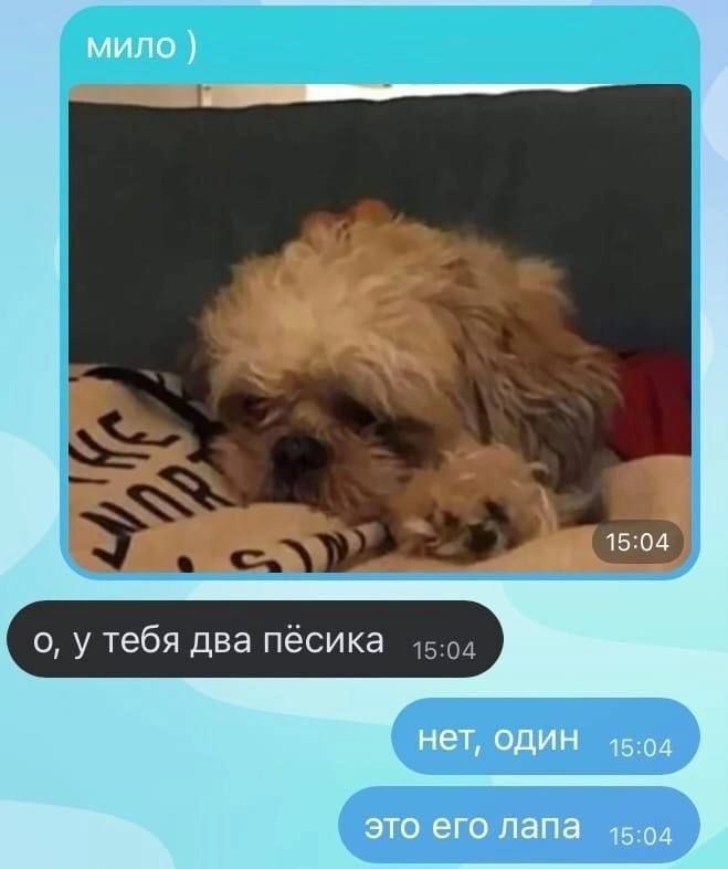 милo )

[изображение собаки]
о, у тебя два пёсика
нет, один
это его лапа