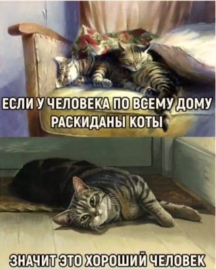 Если у человека по всему дому раскиданы коты
Значит это хороший человек