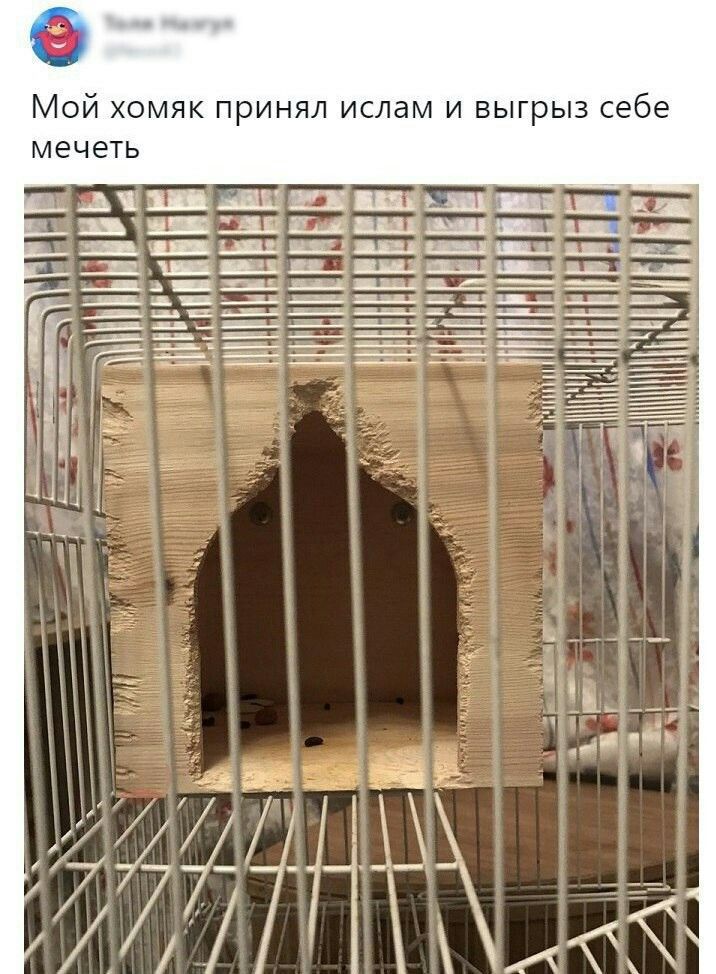 Мой хамяк принял ислам и выигры себе мечеть