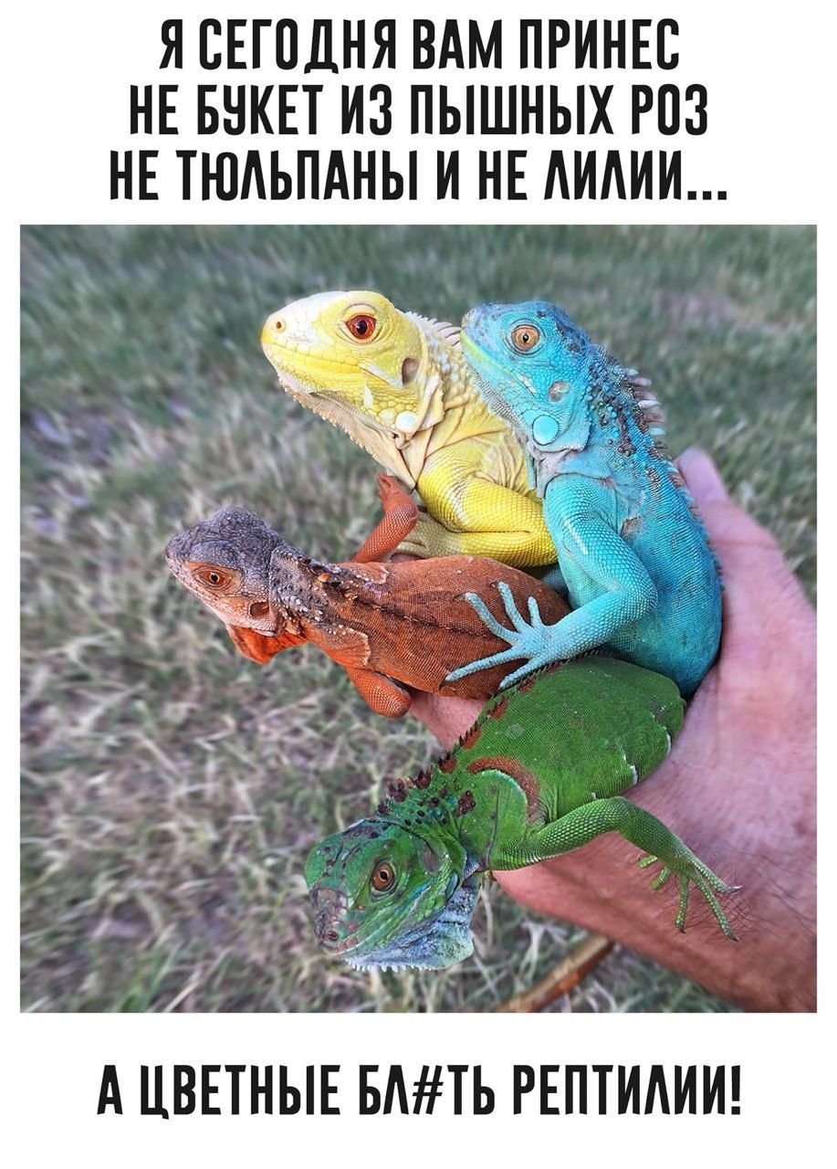 Я сегодня вам принёс не букет из пышных роз не тюльпаны и не лилии... А цветные блять рептилии!