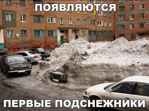 ПОЯВЛЯЮТСЯ
ПЕРВЫЕ ПОДСНЕЖНИКИ