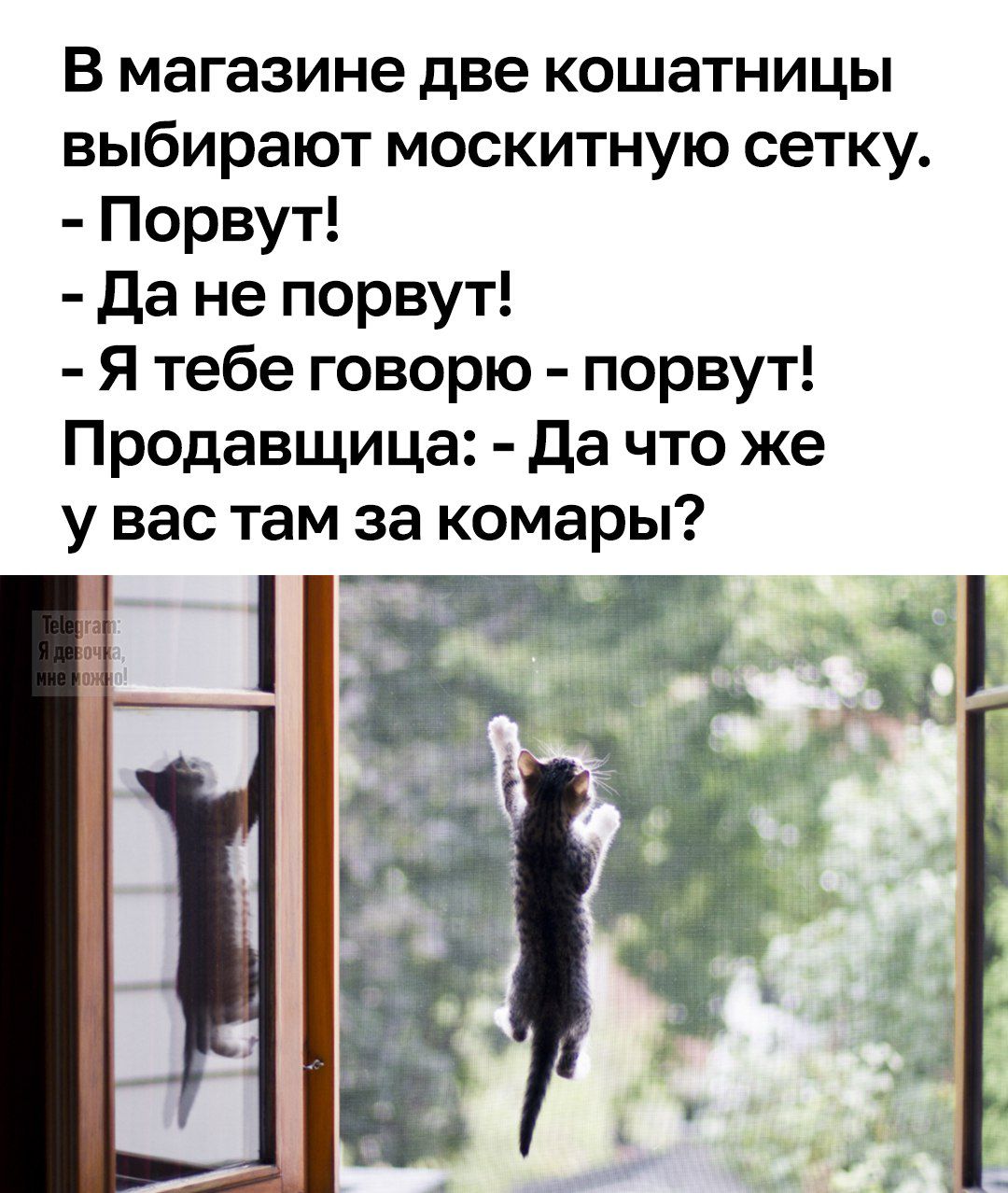 В магазине две кошатницы выбирают москитную сетку. - Порвут! - Да не порвут! - Я тебе говорю - порвет! Продавщица: - Да что же у вас там за комары?