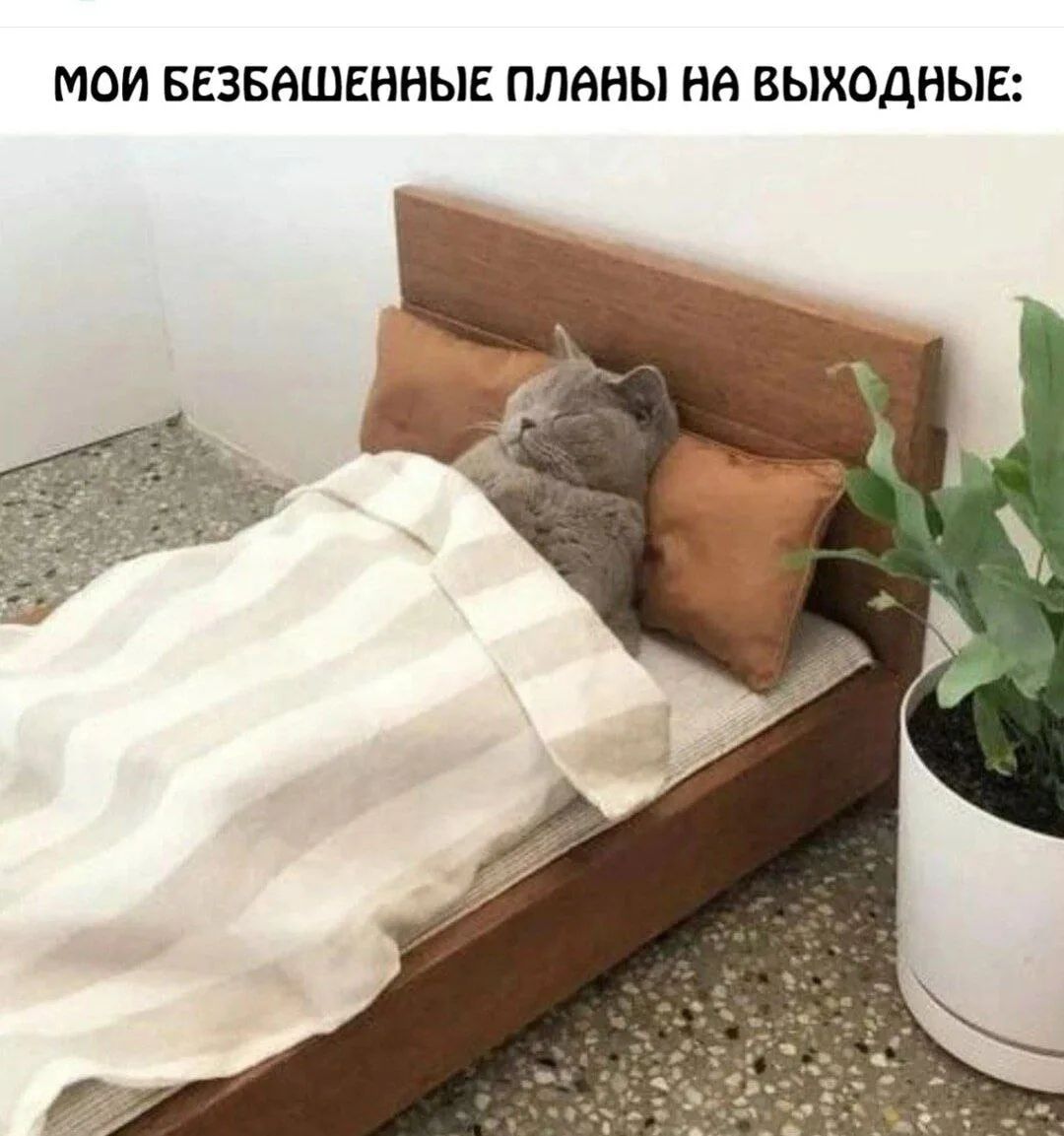 МОИ БЕЗБАШЕННЫЕ ПЛАНЫ НА ВЫХОДНЫЕ: Кот спит в кровати под одеялом.