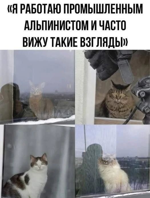 Я РАБОТАЮ ПРОМЫШЛЕННЫМ АЛЬПИНИСТОМ И ЧАСТО ВИЖУ ТАКИЕ ВЗГЛЯДЫ