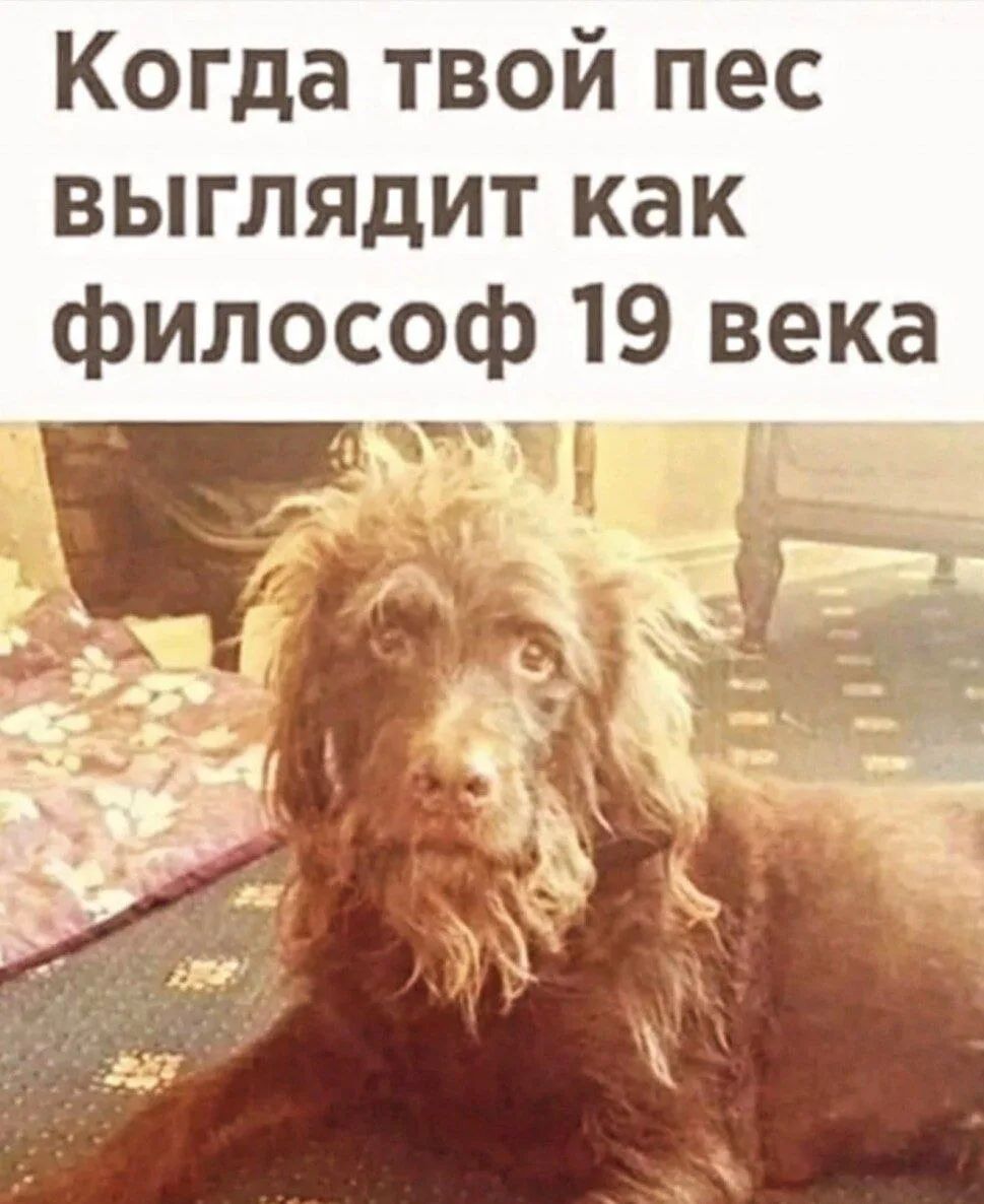 Когда твой пес выглядит как философ 19 века