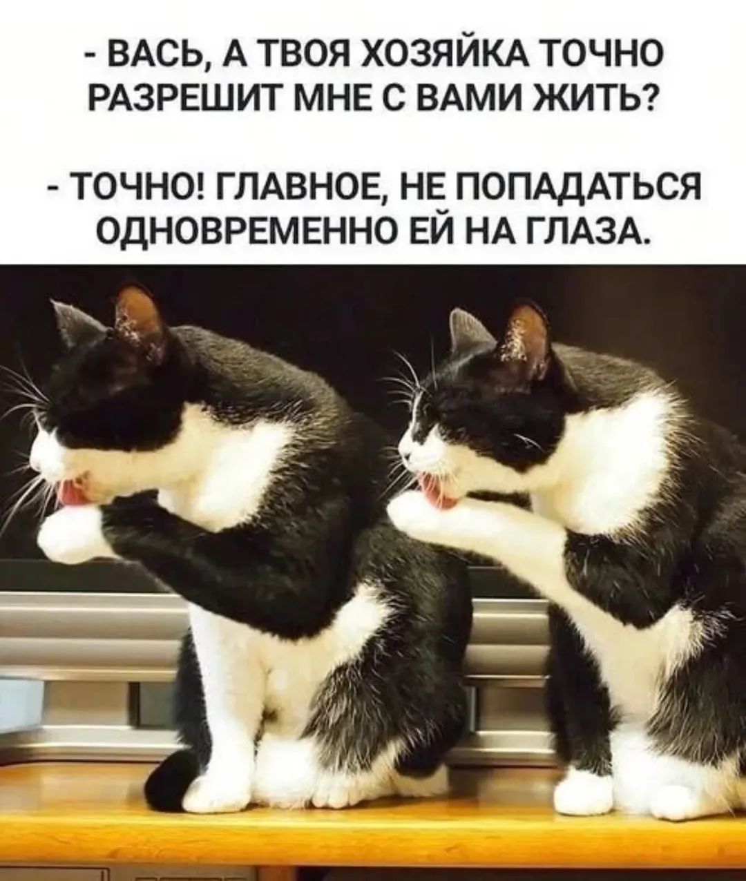 - Вась, а твоя хозяйка точно разрешит мне с вами жить? - Точно! Главное, не попасться одновременно ей на глаза.