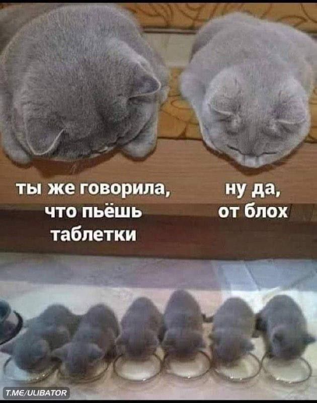 чъ ты же говорила ну да что пьёшь от блох таблетки