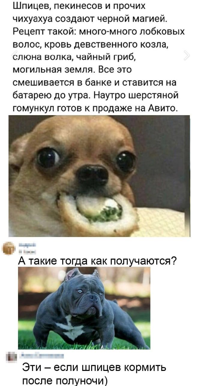 Шпицев пекинесов и прочих чихуахуа создают черной магией Рецепт такой много много лобковых волос кровь девственного козла слюна волка чайный гриб могильная земля Все это смешивается в банке и ставится на батарею до утра Наутро шерстяной гомункул готов к продаже на Авито А такие тогда как получаются 11 ЭТИ если шпицев КОрМИТЬ после полуночи