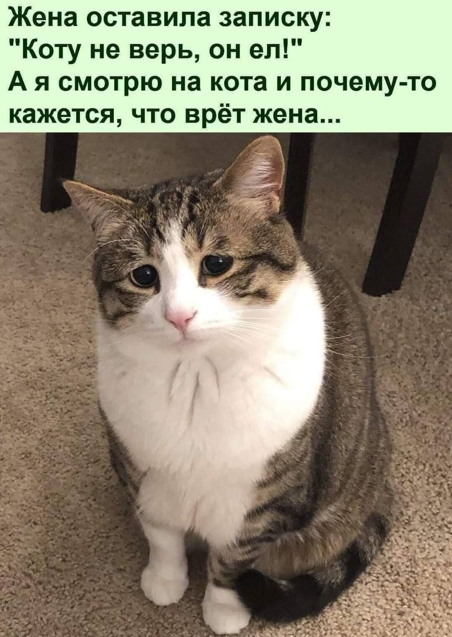 Жена оставила записку Коту не верь он ел А я смотрю на кота и почему то кажется что врёт жена