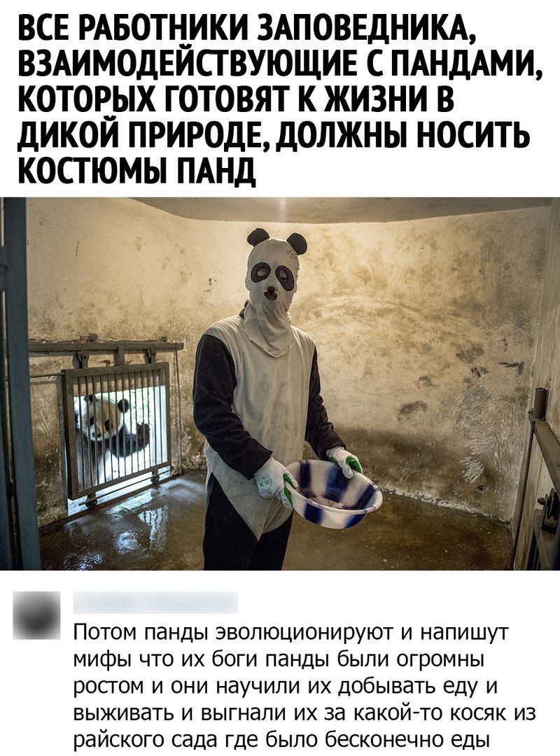 ВСЕ РАБОТНИКИ ЗАПОВЕДНИКА ВЗАИМОДЕЙСГВУЮЩИЕ С ПАНдАМИ КОТОРЫХ ГОТОВЯТ К ЖИЗНИ В дИКОЙ ПРИРОДЕ дОЛЖНЫ НОСИТЬ КОСТЮМЫ ПАНД Потом панды эволюционируют и напишут мифы что их боги панды были огромны ростом и они научили их добывать еду и выживать и выгнали их на какой то косяк из райского сада где было бесконечно Еды