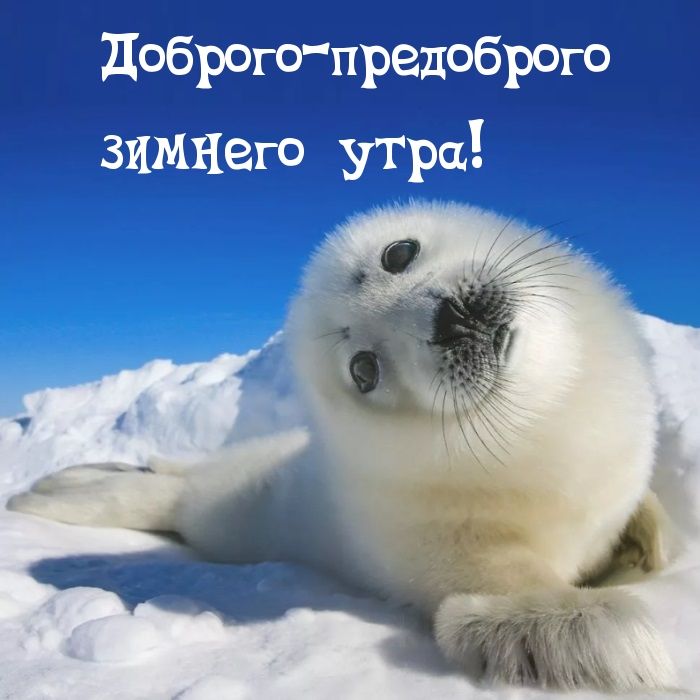 доброгопредоброго зимнего утра
