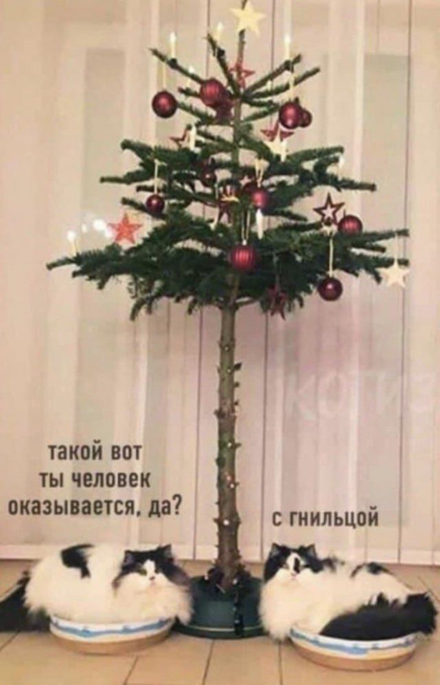 такой вот тьпчеловек оказываетсяда сгнильцой
