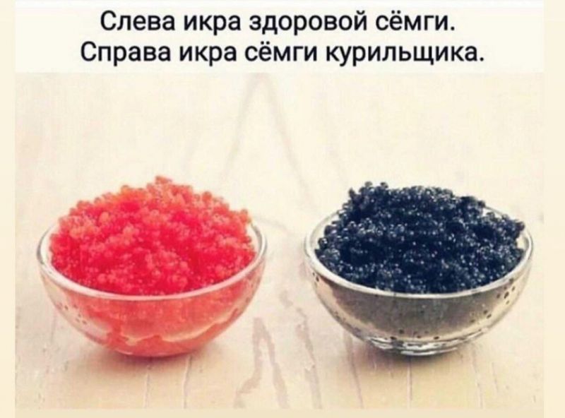 Слева икра здоровой сёмги Справа икра сёмги курильщика