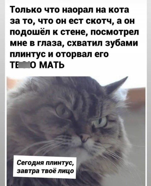 ТОЛЬКО ЧТО НЗОРЗЛ на кота за ТО ЧТО ОН ССТ СКОТЧ а ОН ПОдОШёЛ К СТЕНЕ посмотрел МНЕ В глаза схватил зубами ПЛИНТУС И ОТОРВЗЛ его Т МАТЬ