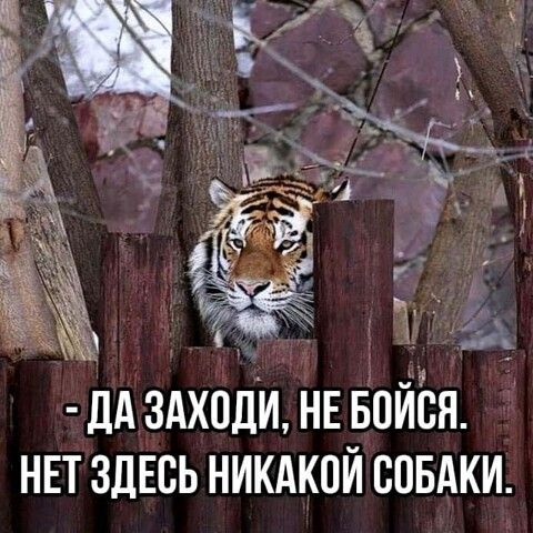 дА ЗАХОДИ ИЕ ИЦИСЯ НЕТ ЗДЕСЬ НИКАКПИ СОБАКИ