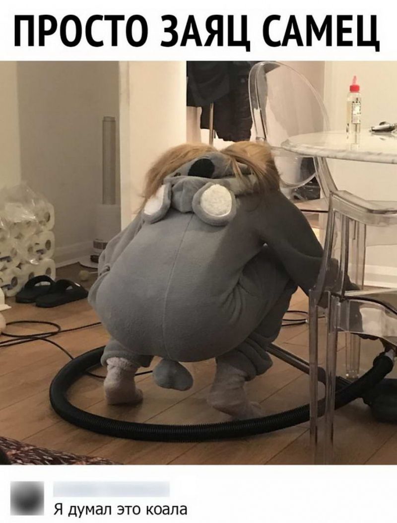 Просто заяц самец ' я думал это коала