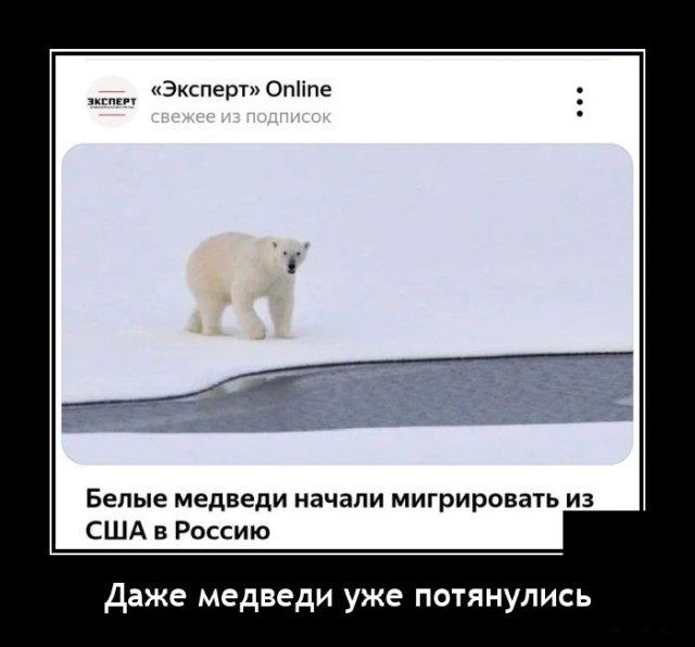 Эксперт Опіпе Бепые медведи начали МИГРИрОВаТЬ ИЗ США в Россию даже медведи уже потянулись