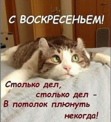 С ВОСКРЕСЕНЬЕМ Столько дел 4 столько дел В потолок плюнуть некогда