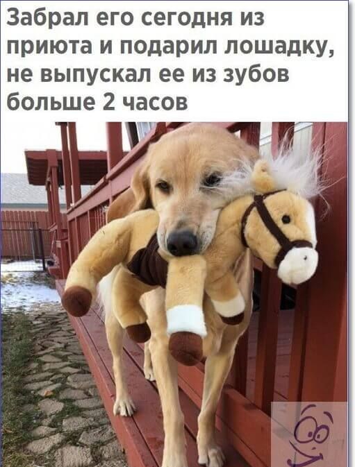 Забрал его сегодня из приюта и подарил лошадку не выпускал ее из зубов больше 2 часов