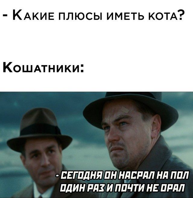 какие плюсы иметь кота? Кошатники:  сегодня он насрал на пол один рях и почти не орал