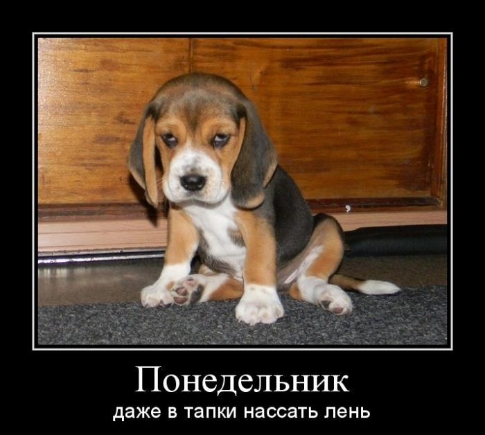 Понедельник даже В тапки НЭССЗТЬ пень